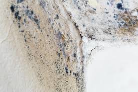 Why You Should Choose Our Mold Remediation Services in Vandenberg Af, CA